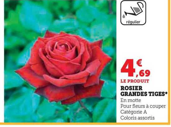 Rosier Grandes Tiges