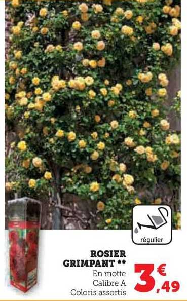 rosier grimpant