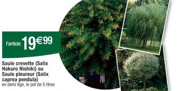 saule crevete (salix hakuro nishiki) ou saule pleureur (salix caprea pendula)