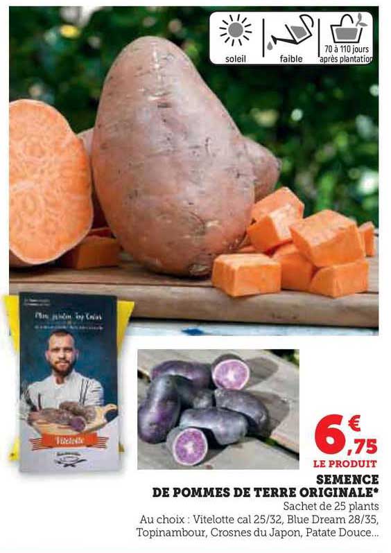 semence de pommes de terre originale