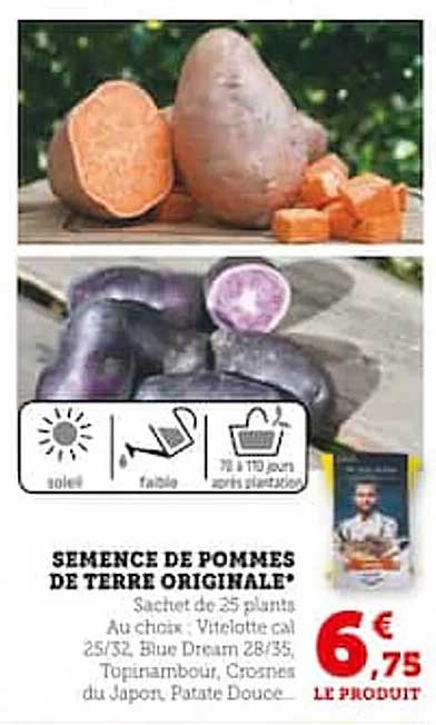 Semence De Pommes De Terre Originale