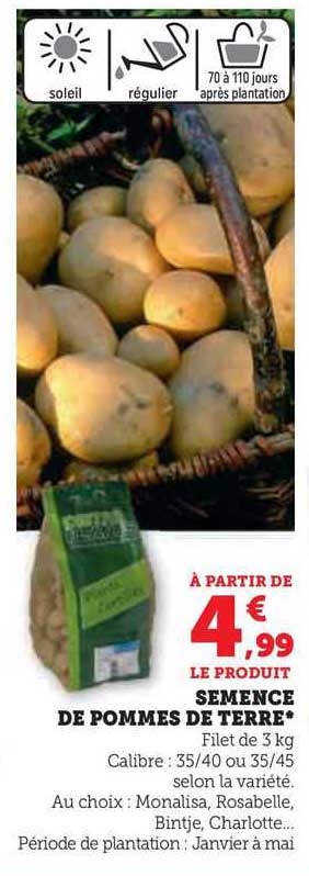 semence de pommes de terre