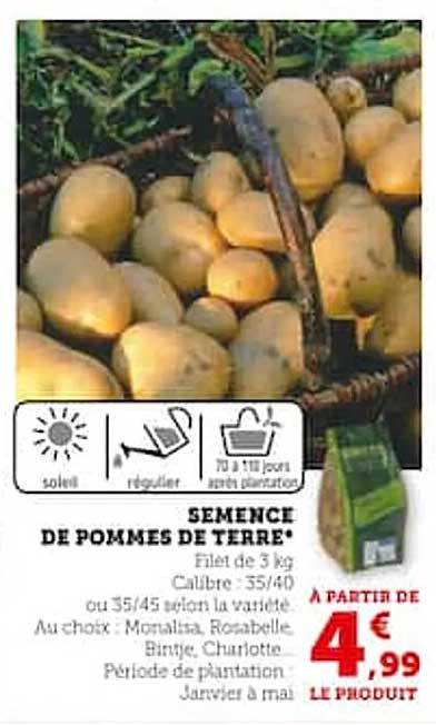 semence de pommes de terre