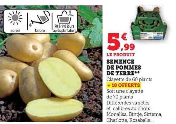 semence de pommes de terre