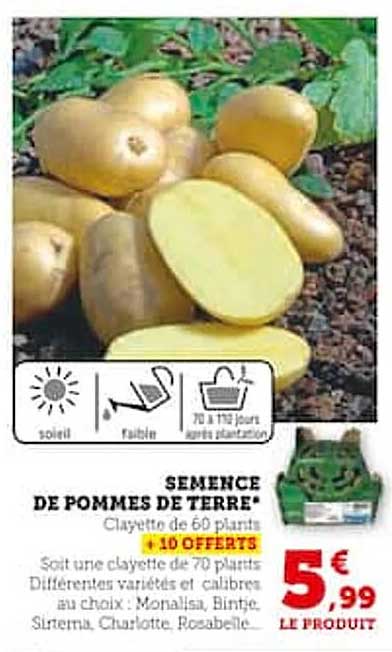 semence de pommes de terre
