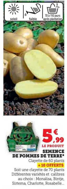 semence de pommes de terre