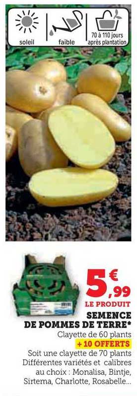 semence de pommes de terre