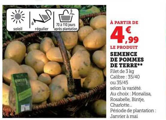 semence de pommes de terre