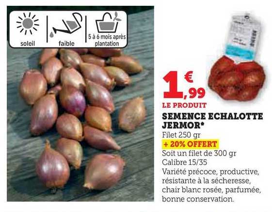 semence échalotte jermor