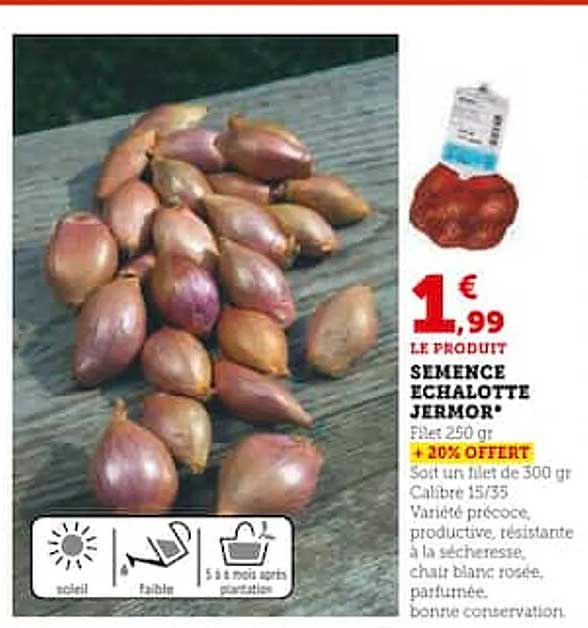 semence échalotte jermor
