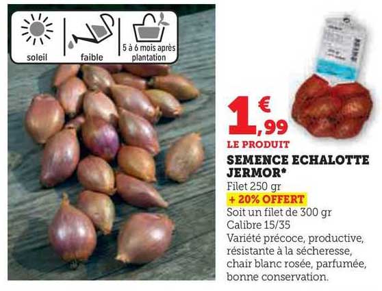 semence échalottes jermor