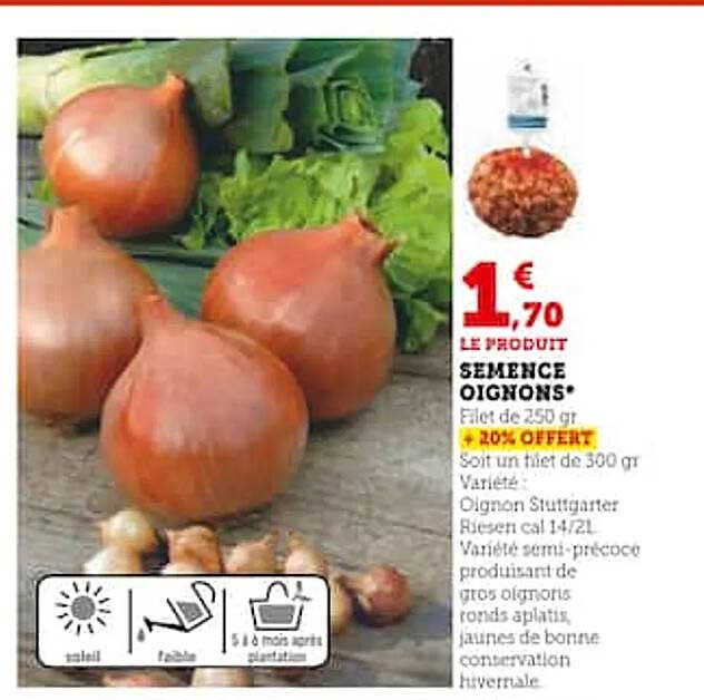 semence oignons