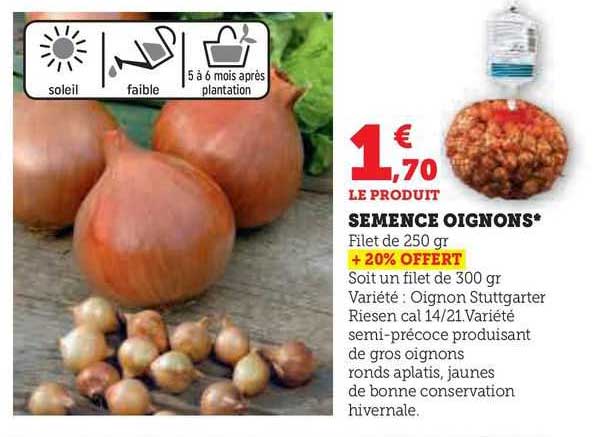 Semence Oignons