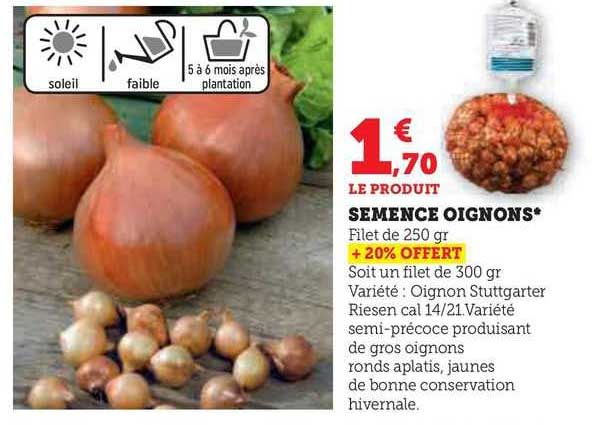 Semence Oignons
