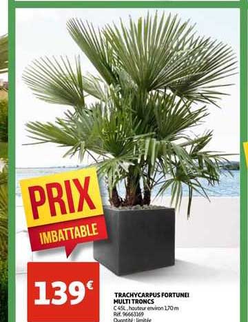 tranchycarpus fortunei multi tronc