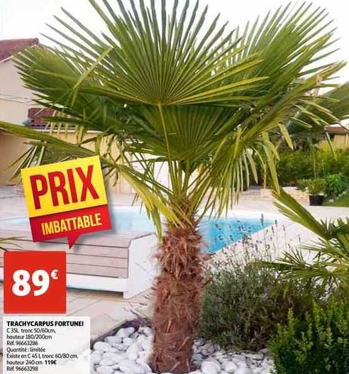 tranchycarpus fortunei