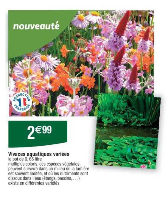 Vivaces Aquatiques Variées