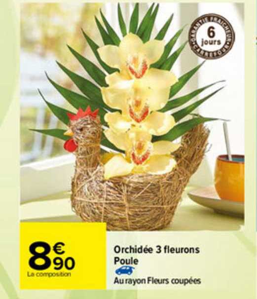 orchidée 3 fleurons poule