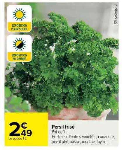 persil frisé