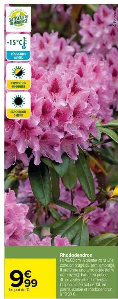 Rhodedendron