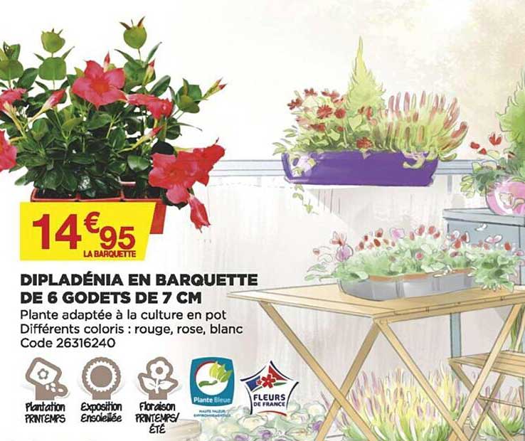 Dipladénia En Barquette De 6 Godets De 7 Cm