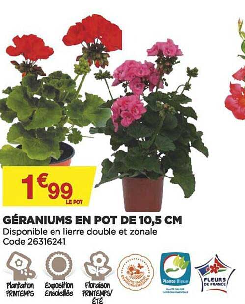 géraniums en pot de 10.5 cm