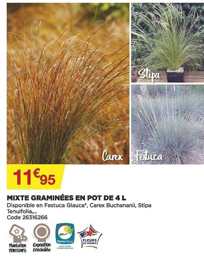 mixte graminées en pot de 4 l