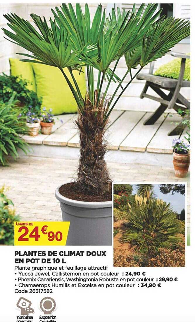 Plantes De Climat Doux En Pot De 10 L