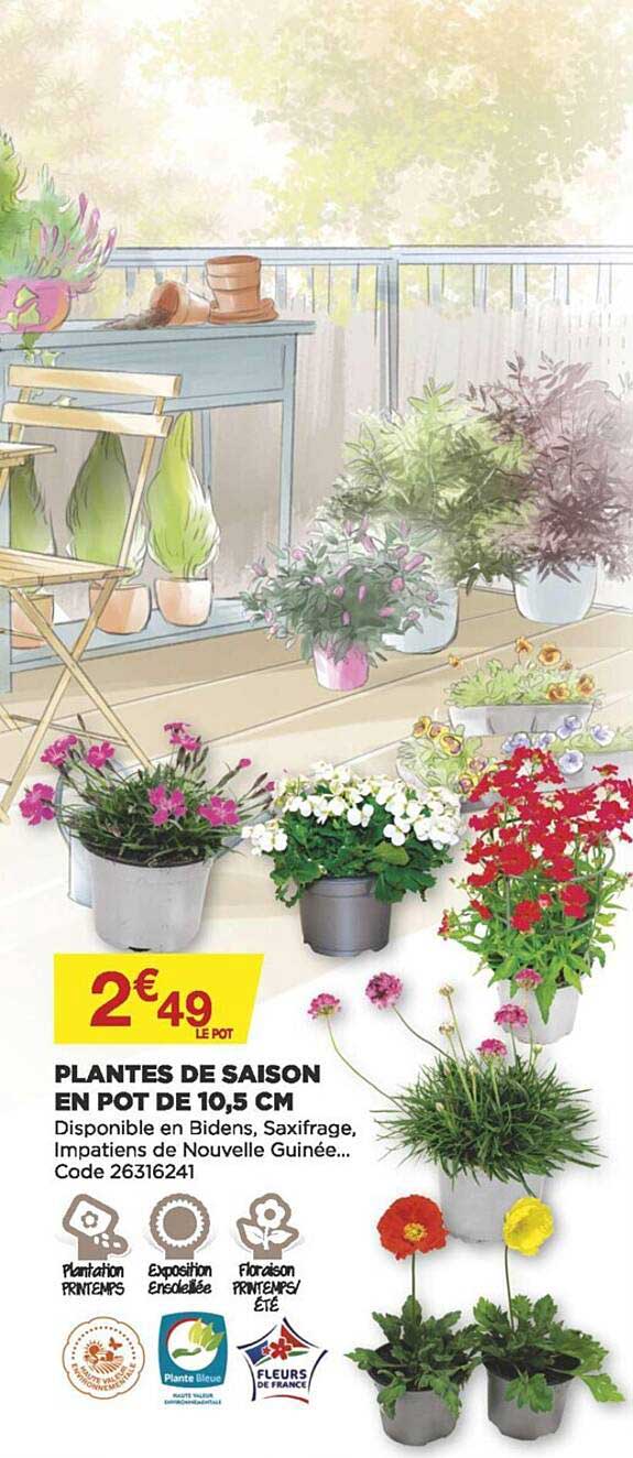 plantes de raison en pot de 10.5 cm
