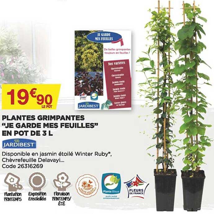 plantes grimpantes "je garde mes feuilles" en pot de 3 l jardibest