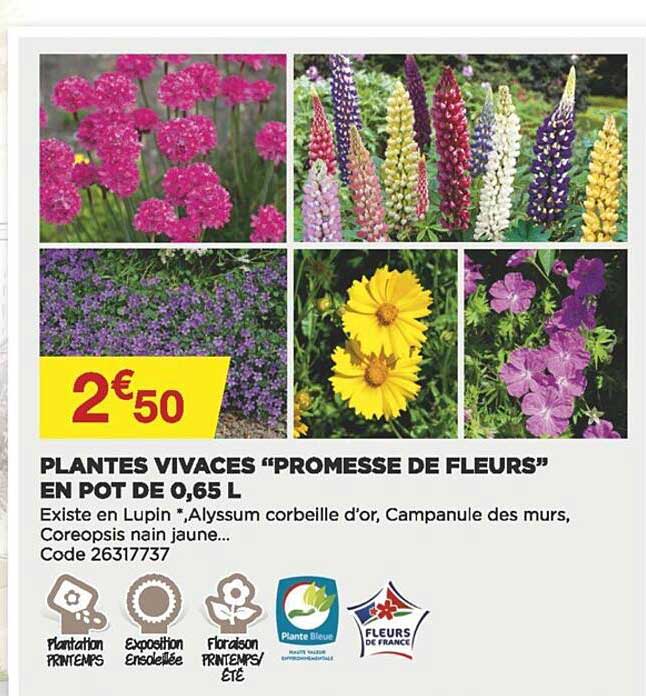 plantes vivaces "promesse de fleurs en pot de 0.65 l