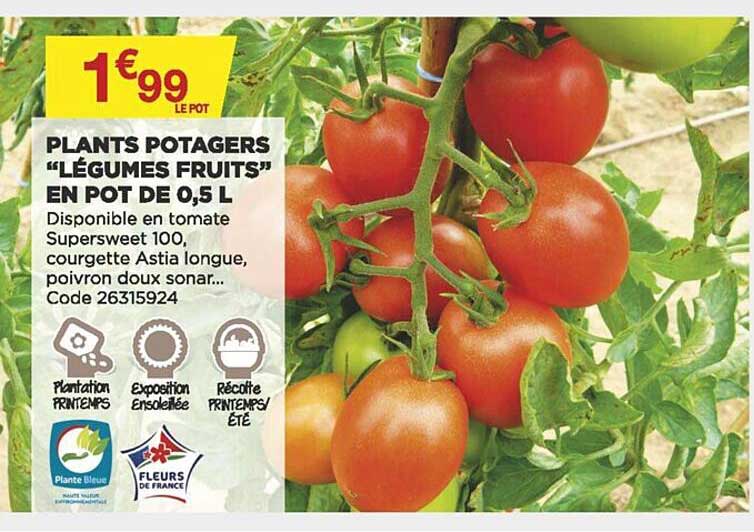 plants potagers "légumes fruits" en pot de 0.5 l
