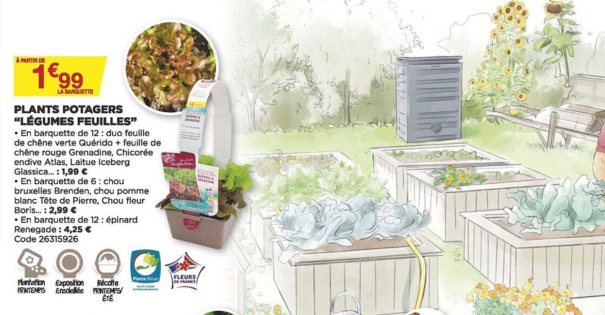 Plants Potages "légumes Feuilles"