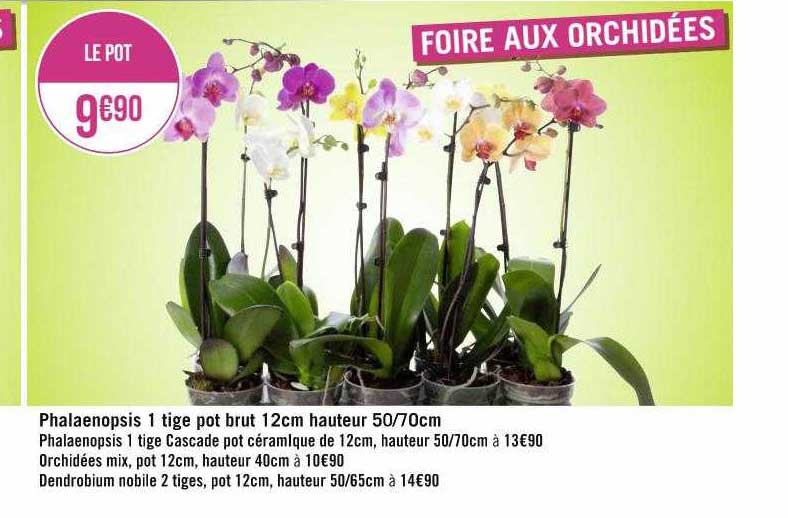 phalaenopsis 1 tige pot brut 12 cm hauteur 50-70 cm