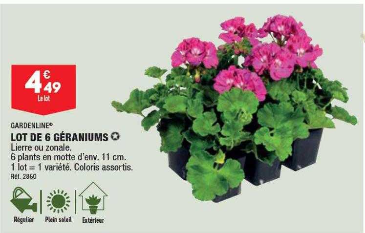 lot de 6 géraniums gardenline