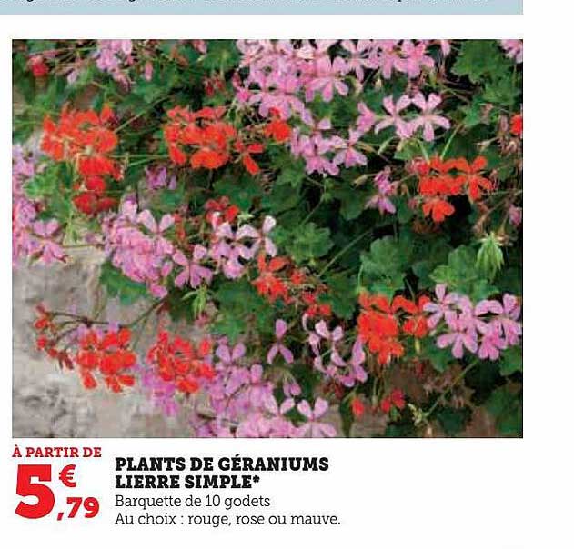 plants de géraniums lierre simple