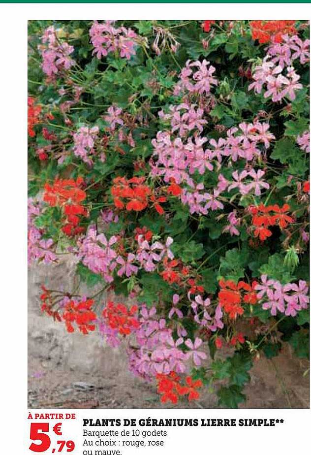 plants de géraniums lierre simple