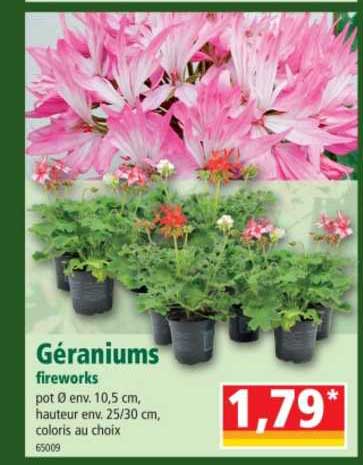 géraniums fireworks