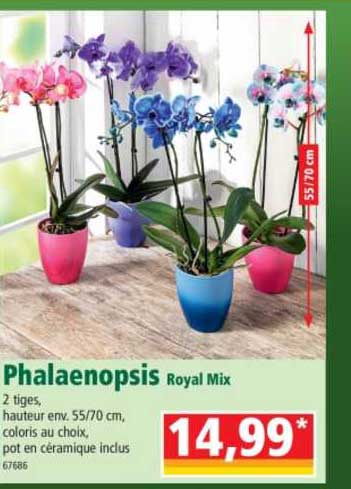 Phalaenopsis Royal Mix