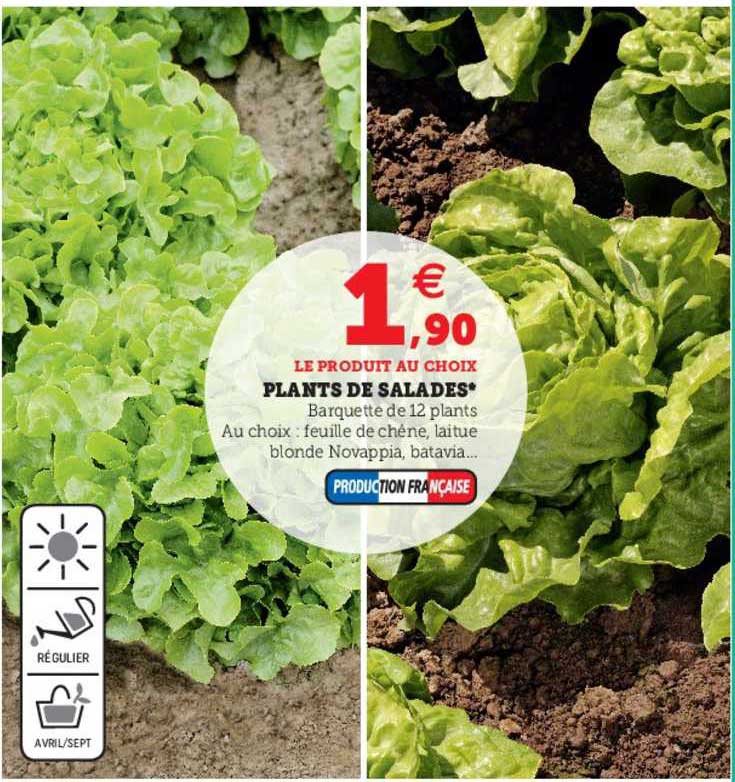 plants de salades