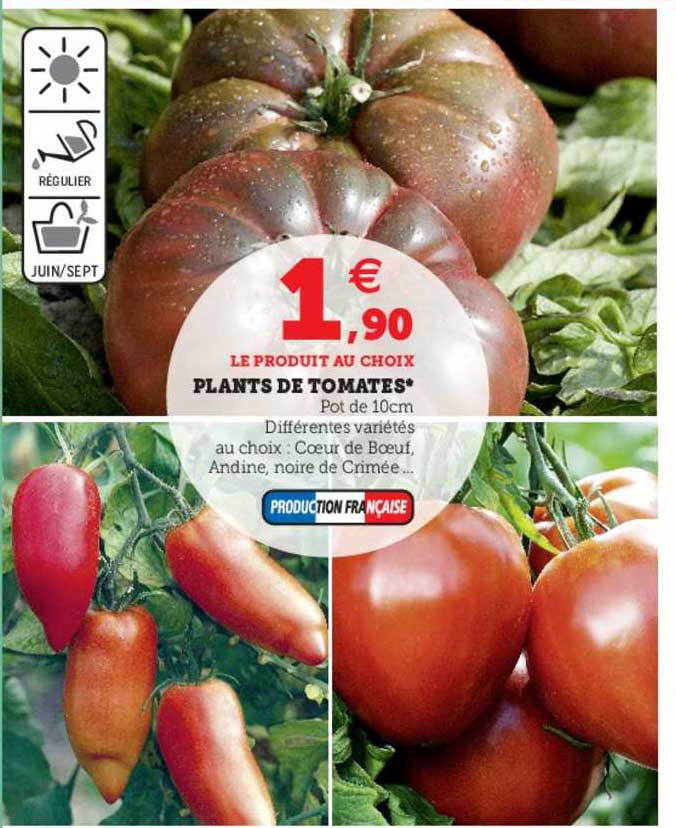 Plants De Tomates