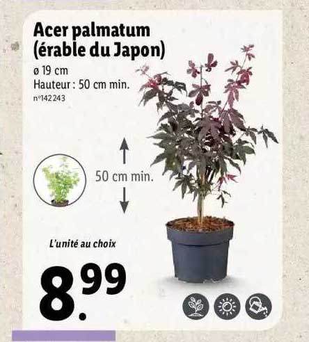 Acer Palmatum (érable Du Japon)
