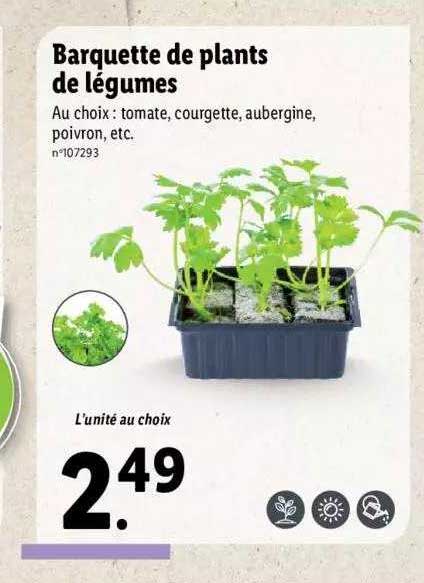barquette de plants de légumes