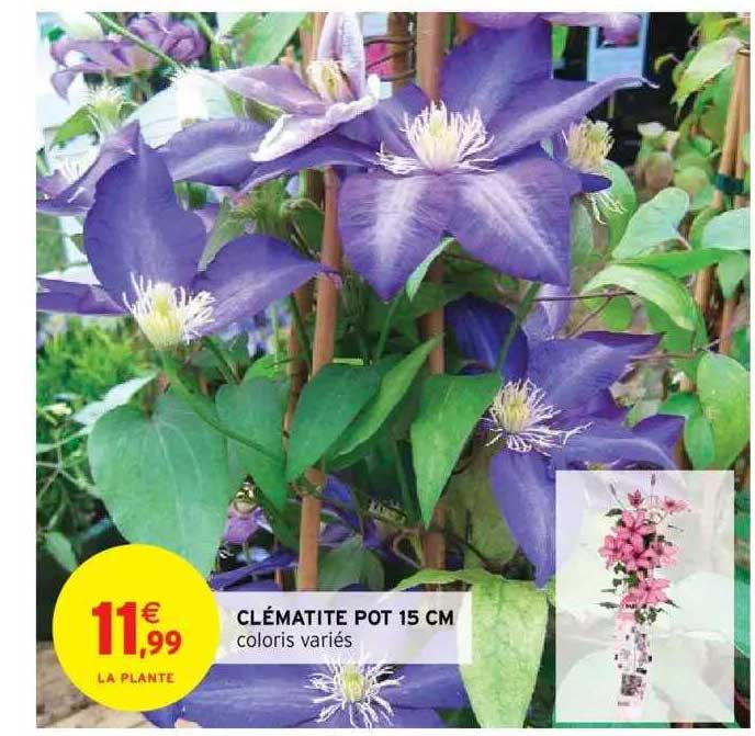 Clématite Pot 15 Cm