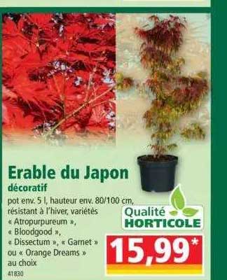 érable Du Japon Décoratif