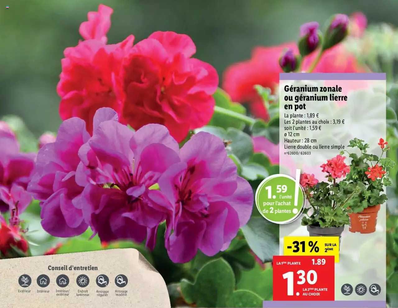 géranium zonale ou géranium lierre en pot