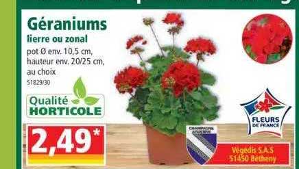 géraniums lierre ou zonal