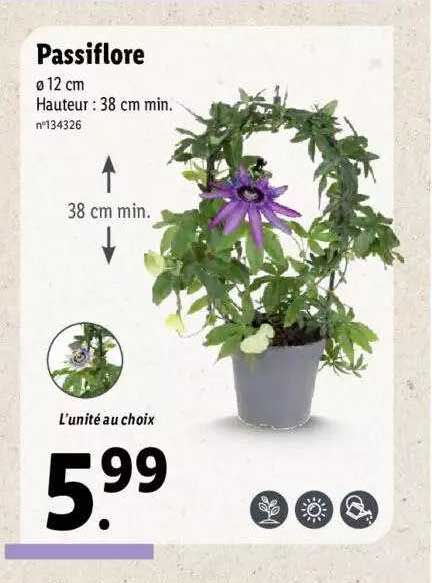 passiflore