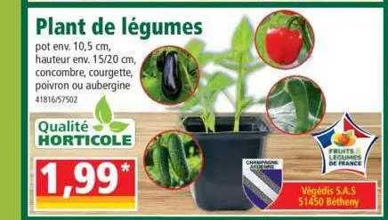 plant de légumes