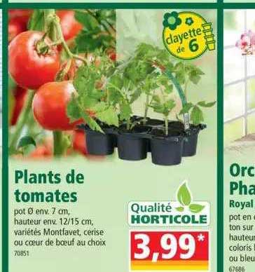 plants de tomates